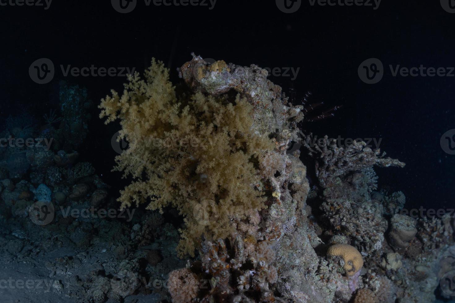 Coral reef and water plants in the Red Sea, Eilat Israel photo