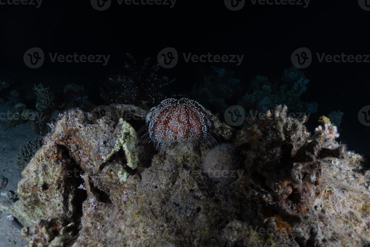 Coral reef and water plants in the Red Sea, Eilat Israel photo