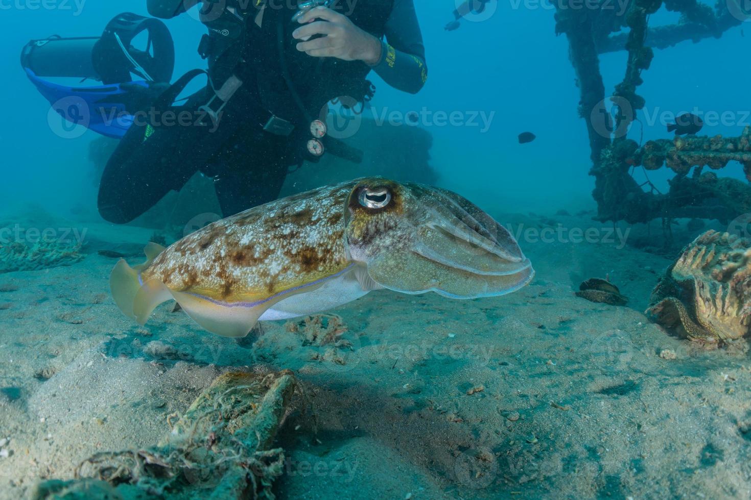Squid in the Red Sea Colorful and beautiful, Eilat Israel photo