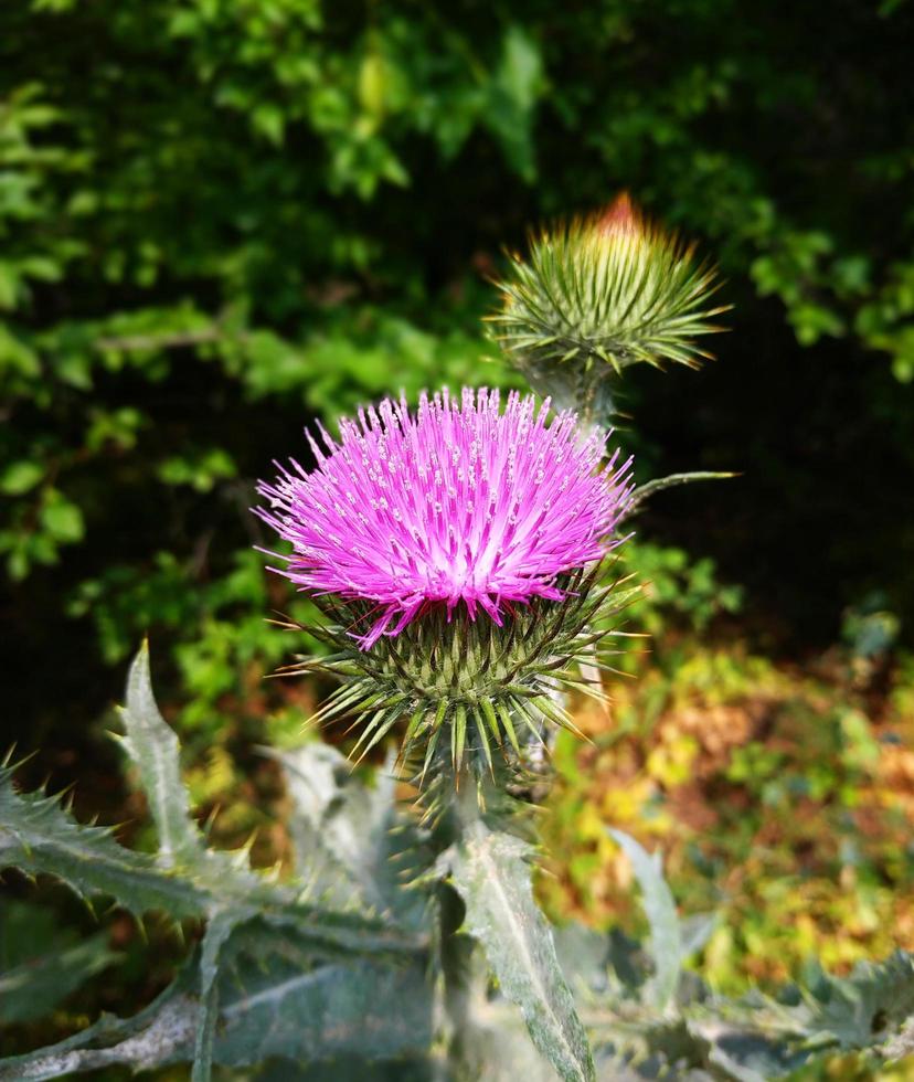 Nature landscape flower photo
