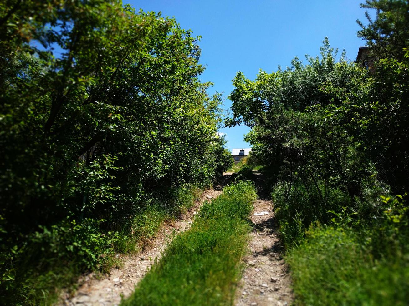 Upgoing road in the grass photo