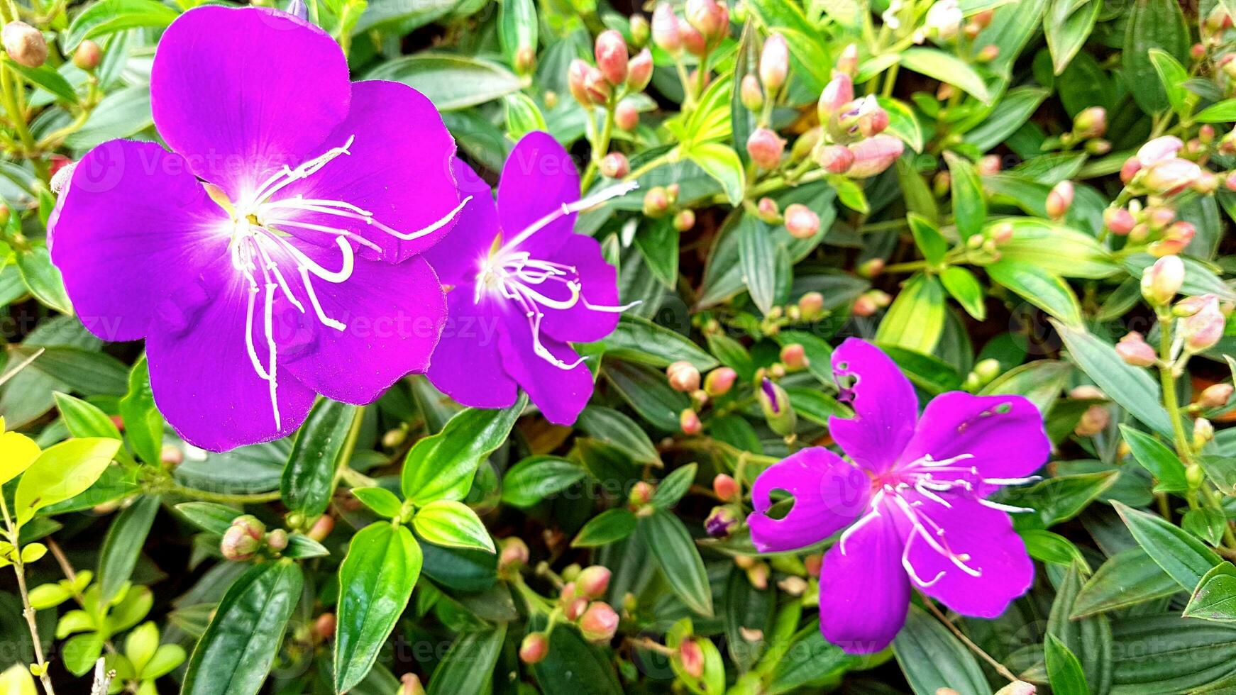 flor de clavel en el jardín foto