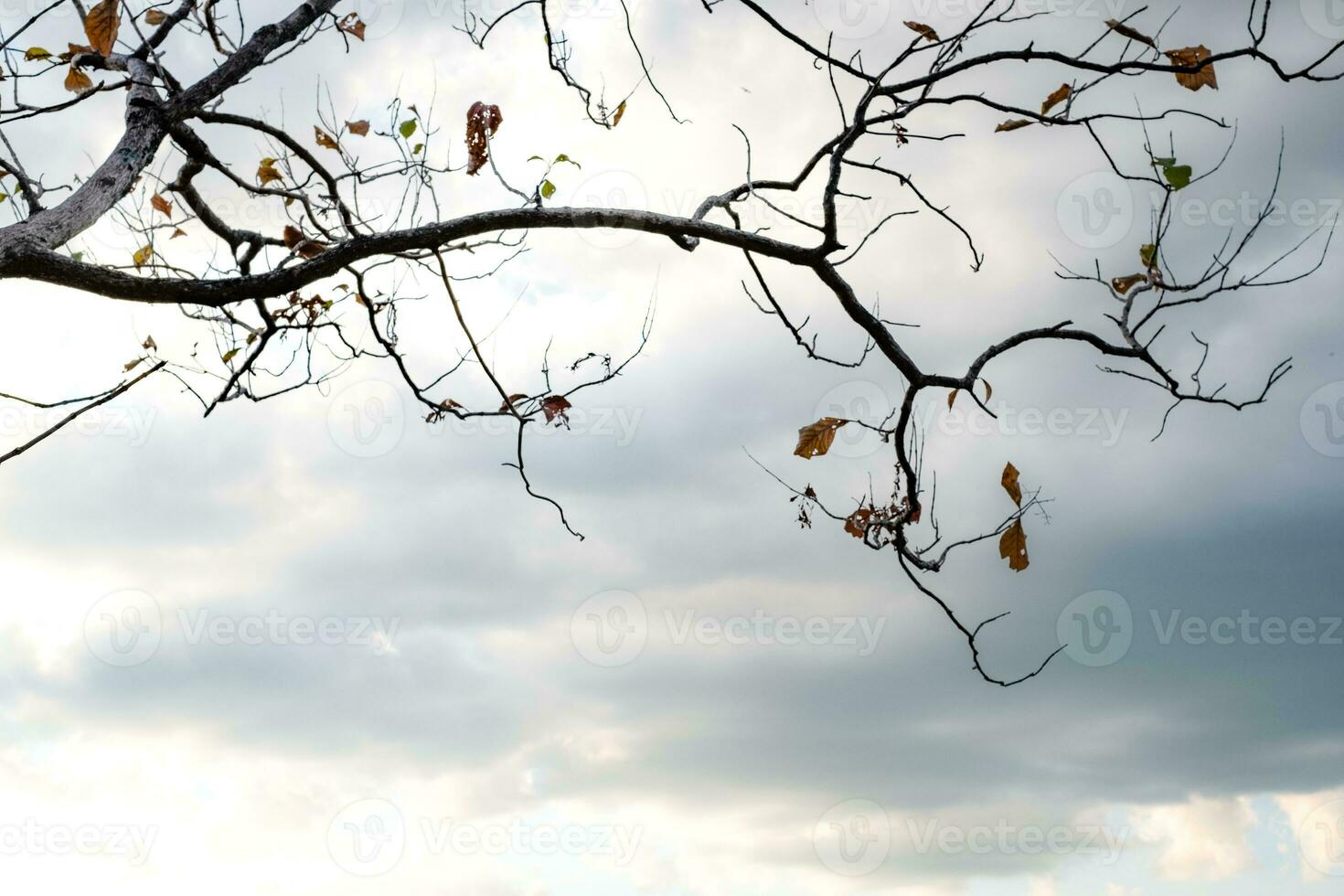 rama de árbol y hoja en el cielo de nubes en el fondo foto