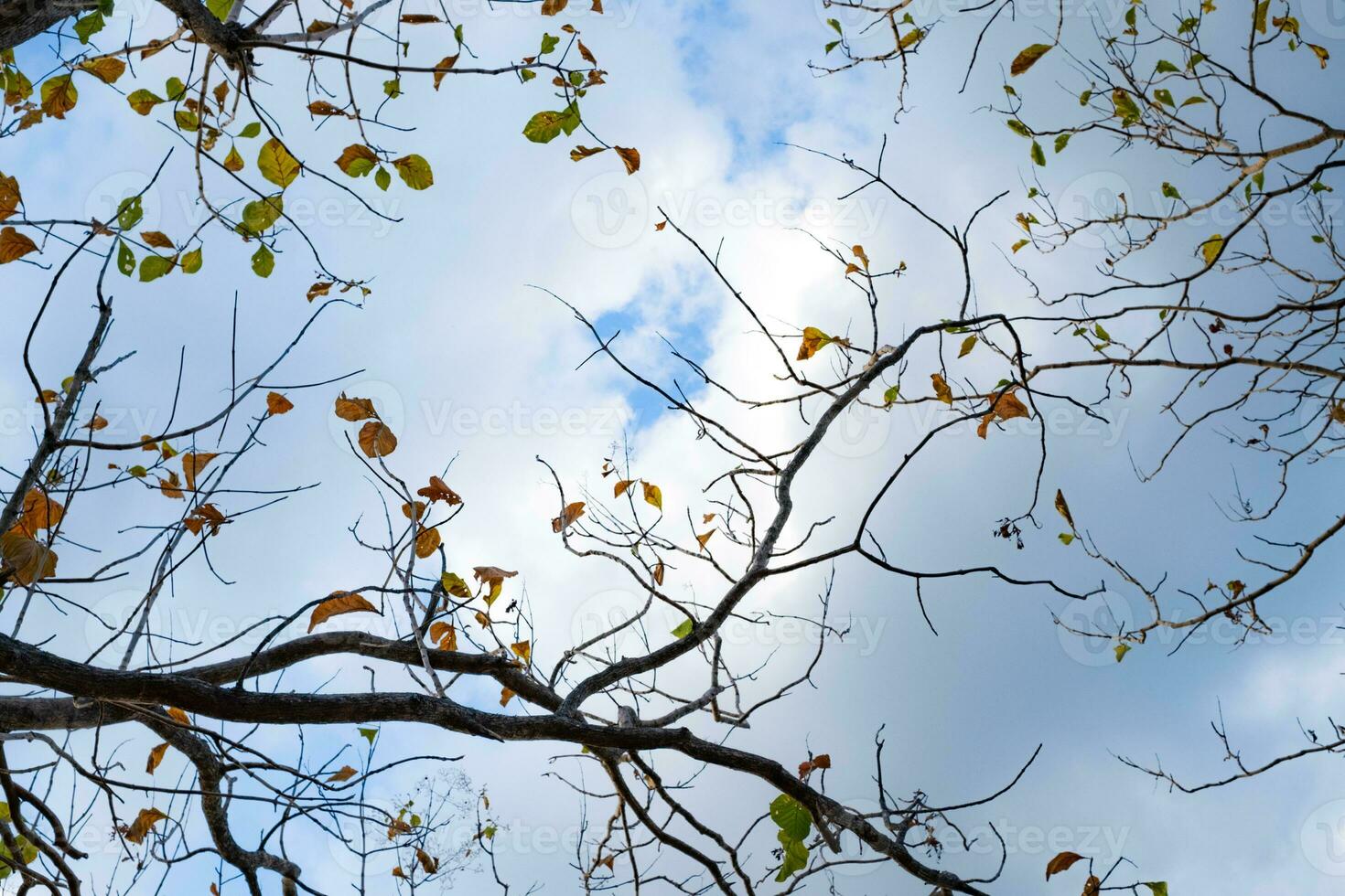 Tree branch and leaf at the cloud sky in the background photo