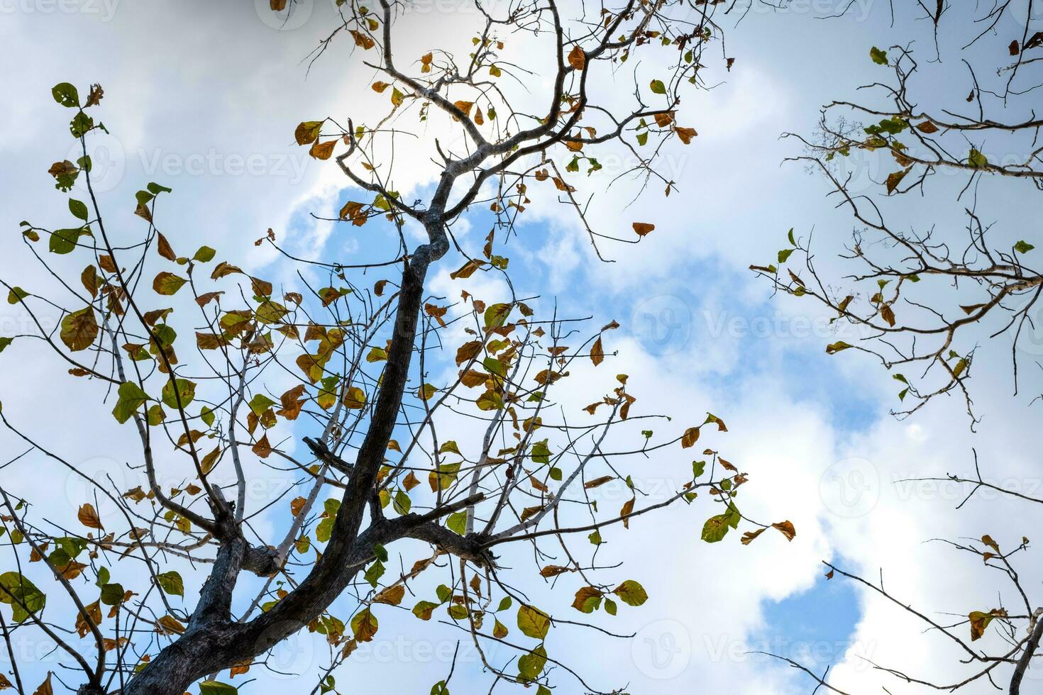 Tree branch and leaf at the cloud sky in the background photo