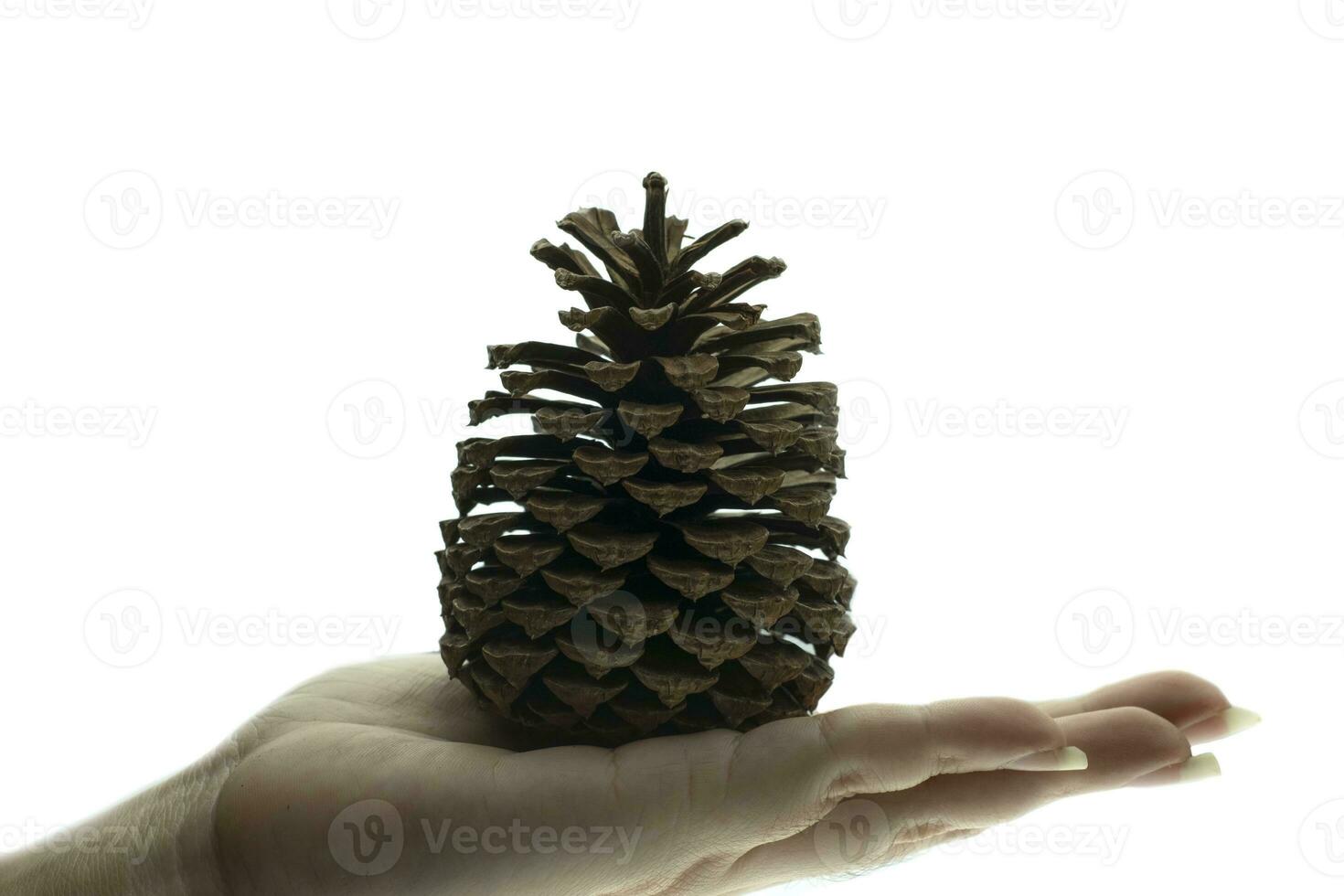 pine cone dry on white background photo