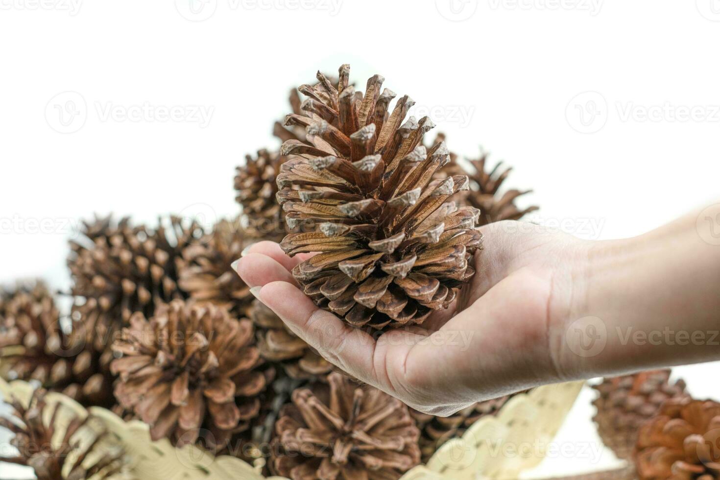 pine cone dry on white background photo