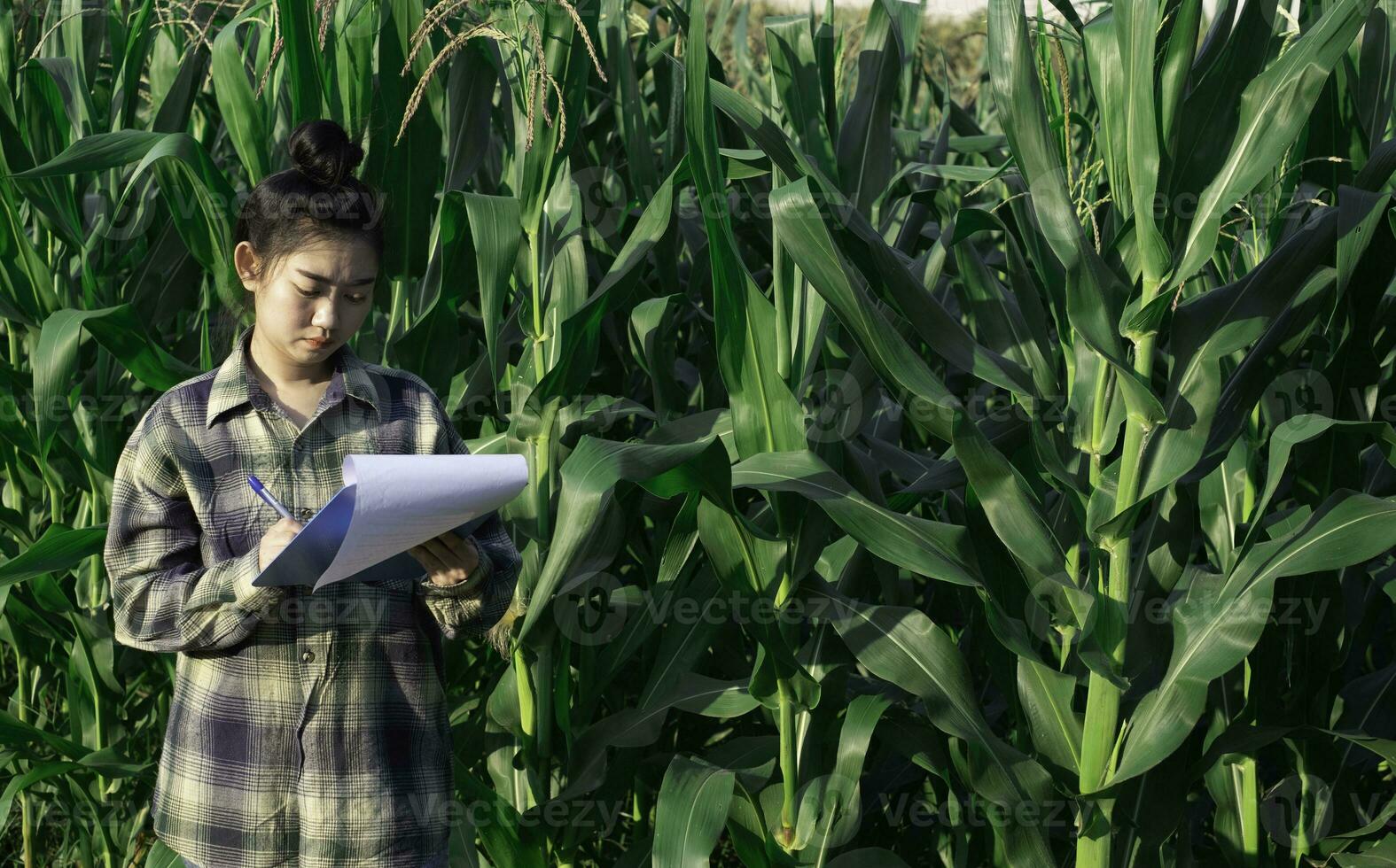 joven agricultor observando algunos gráficos de maíz en archivados foto