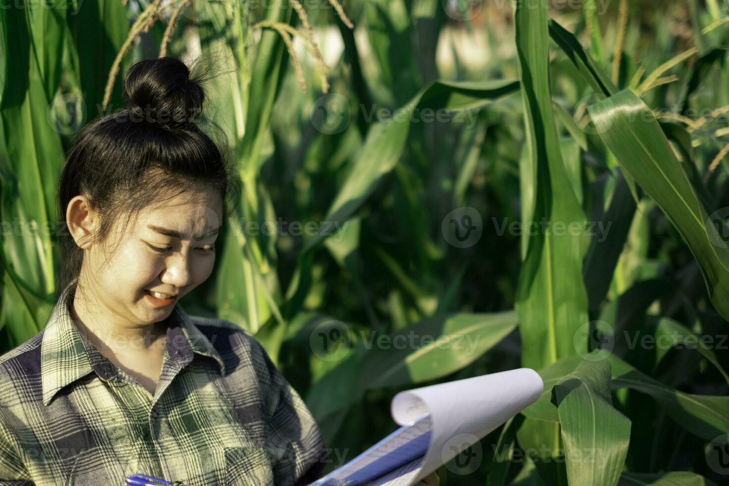 young farmer observing some charts corn in filed photo