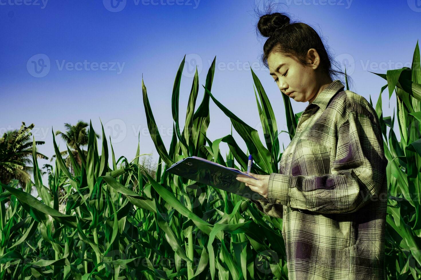 joven agricultor observando algunos gráficos de maíz en archivados foto