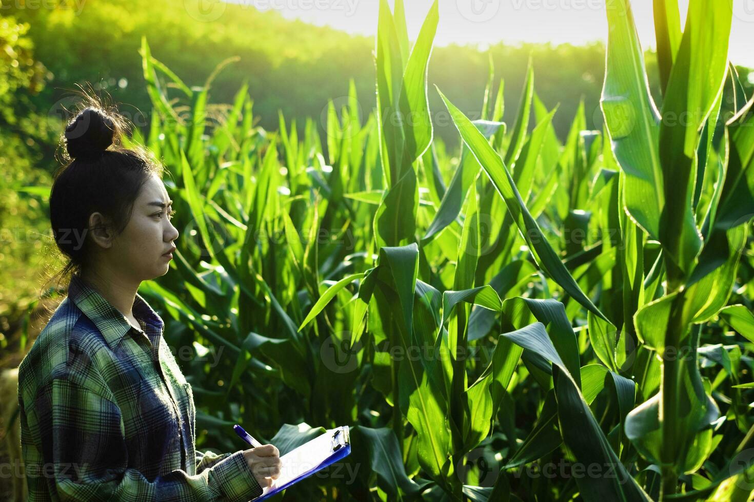 young farmer observing some charts corn in filed photo