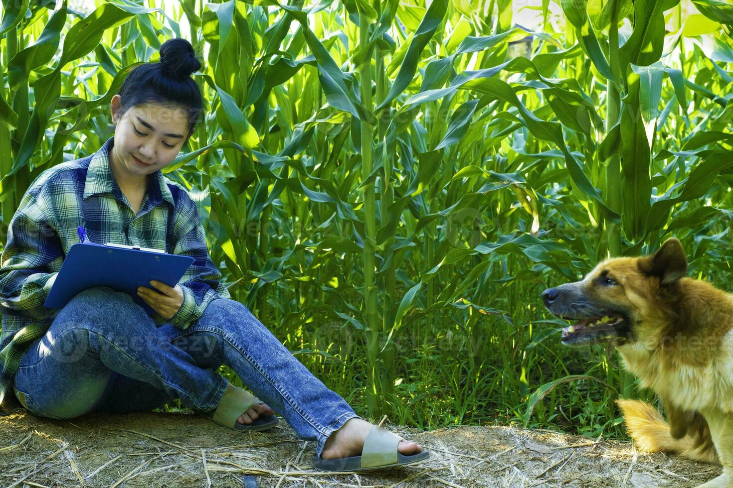 joven agricultor observando algunos gráficos de maíz en archivados foto