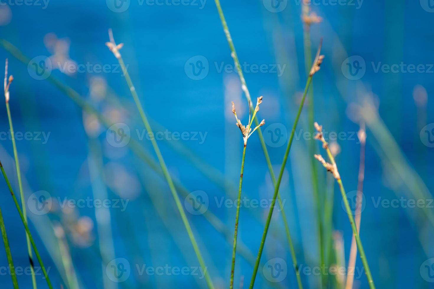 Plantas verdes abstractas por lago remoto foto
