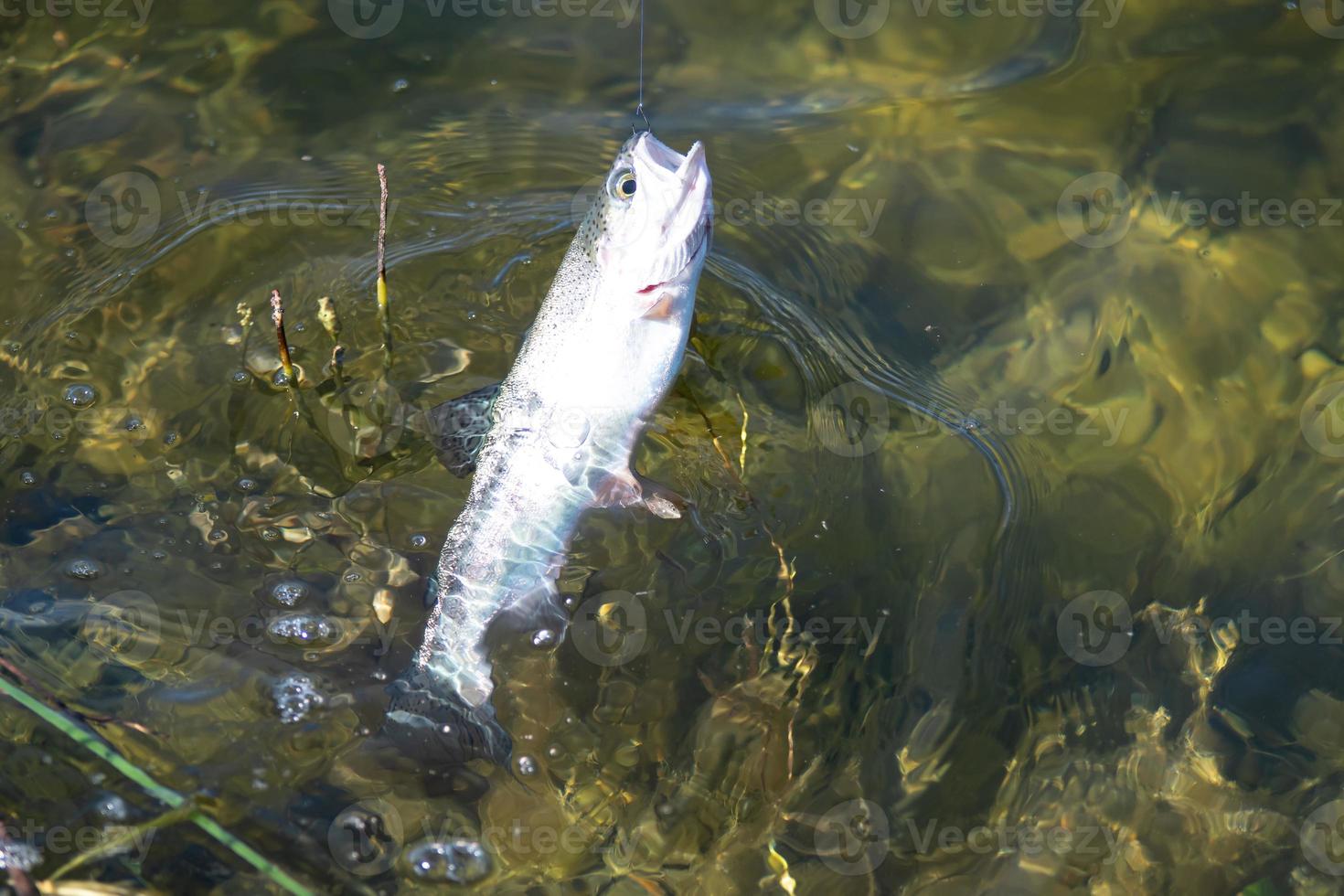 fishing for trout in a small lake in washington state photo
