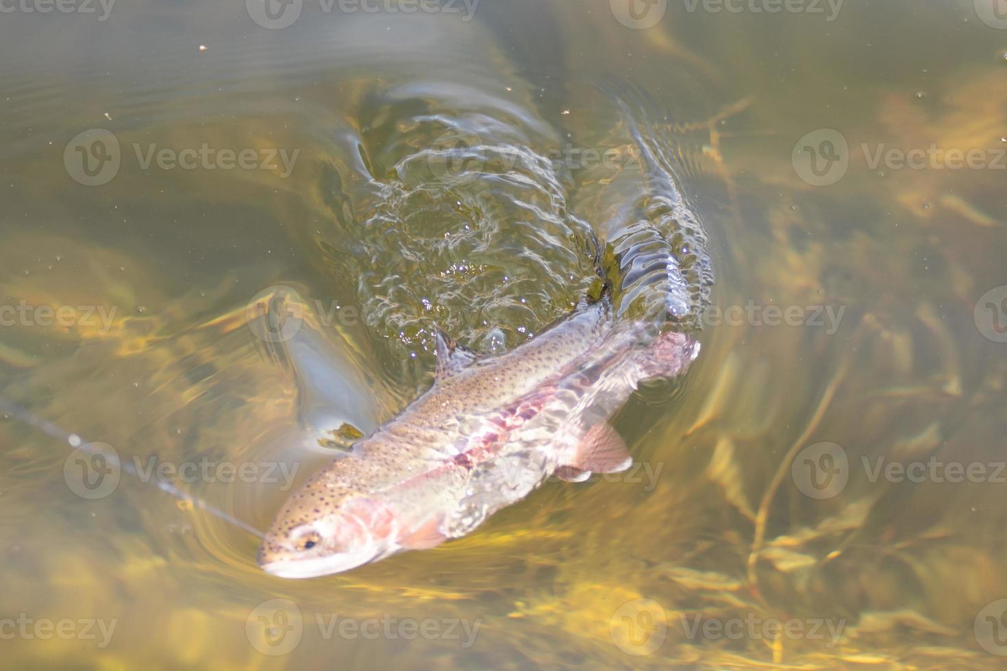 fishing for trout in a small lake in washington state photo