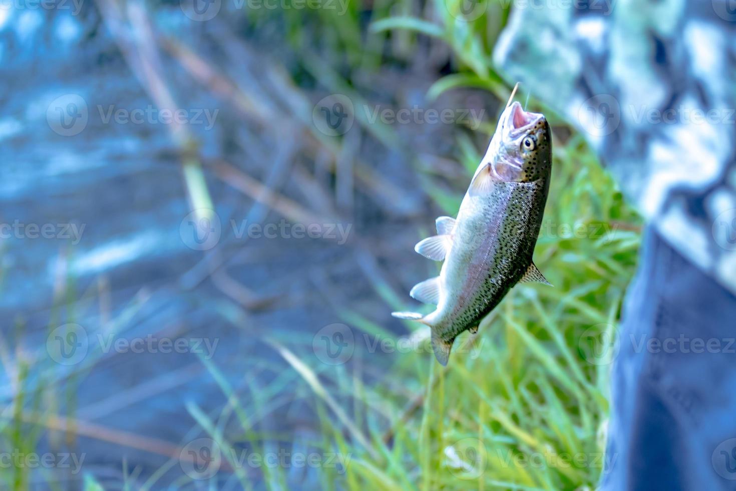 fishing for trout in a small lake in washington state photo