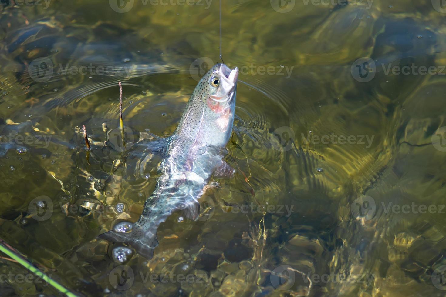 fishing for trout in a small lake in washington state photo