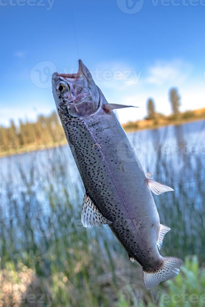 fishing for trout in a small lake in washington state photo