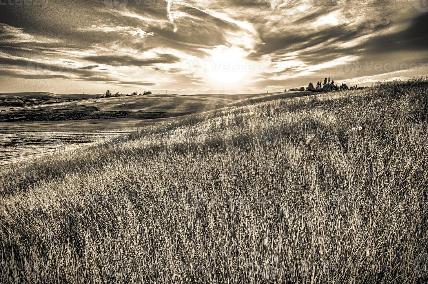 magical wheat farm fields in palouse washington photo