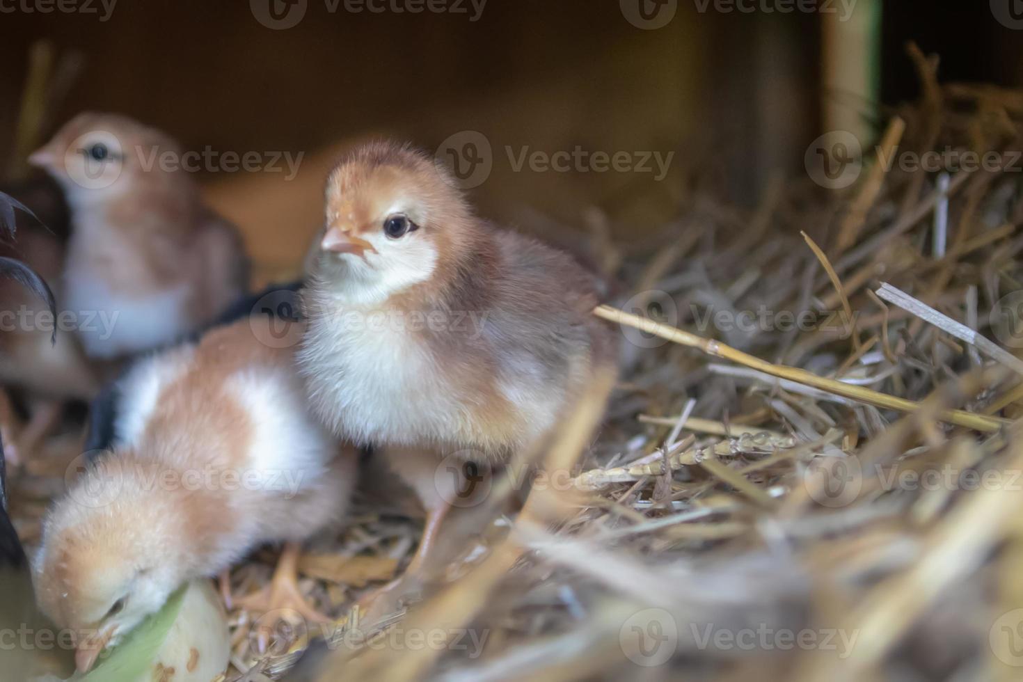 mother hen with baby chickens photo