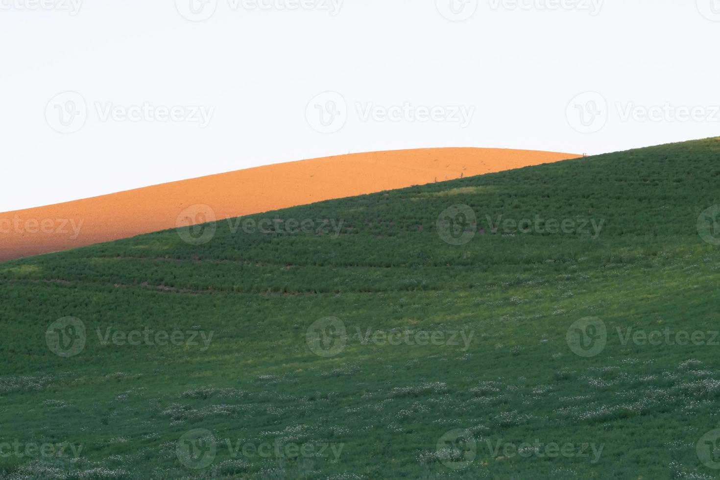 campos de cultivo de trigo mágico en palouse washington foto