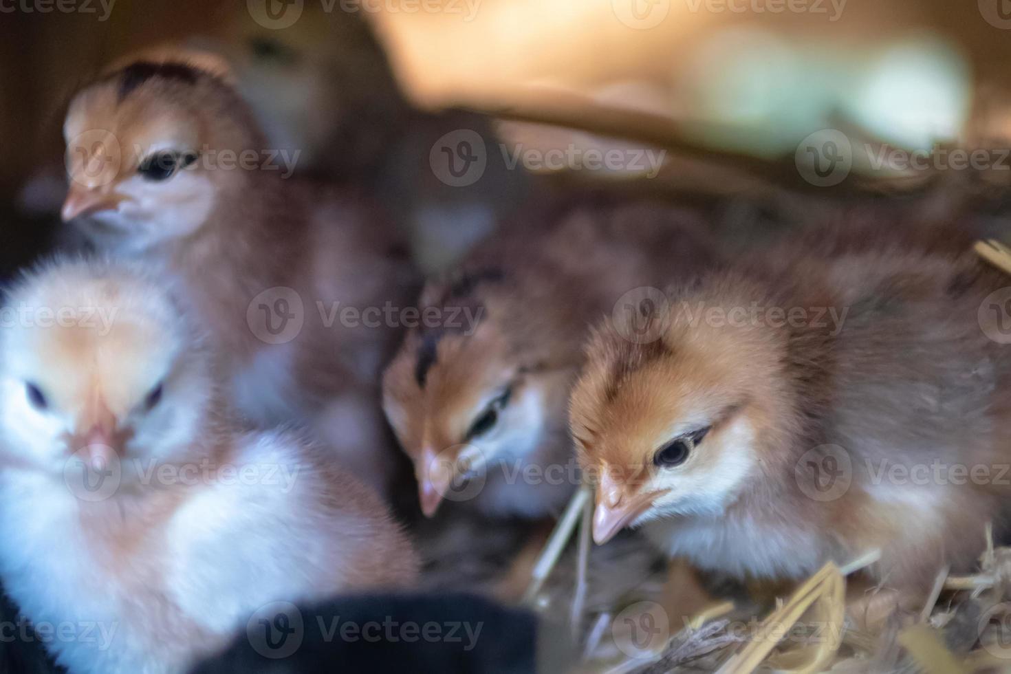 mother hen with baby chickens photo