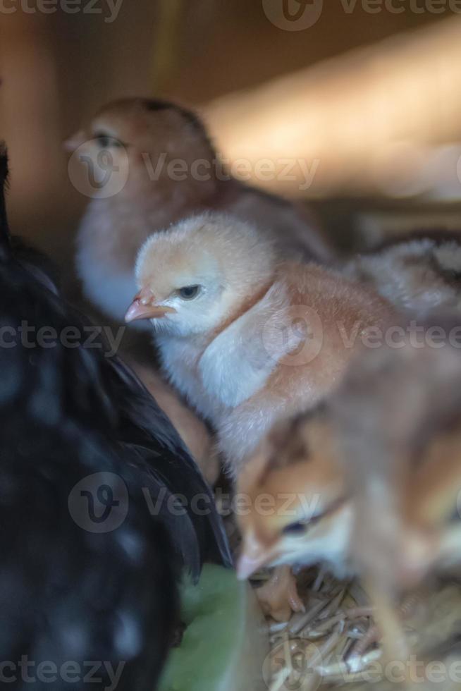 mother hen with baby chickens photo