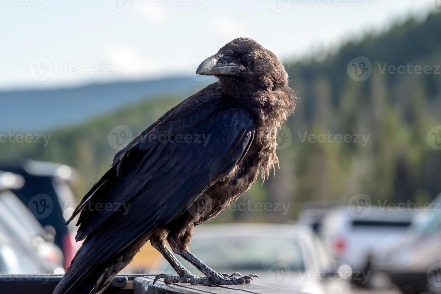 crow or raven perched on vehicle in the park photo