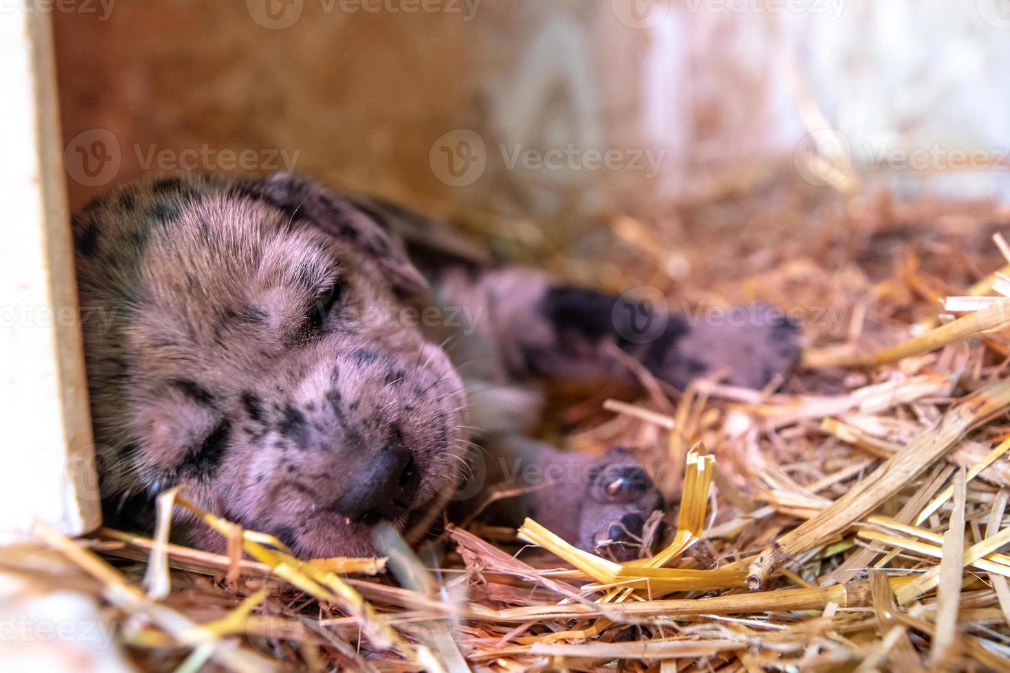 cachorros terrier recién nacidos de una semana de edad navegando por la caseta del perro foto