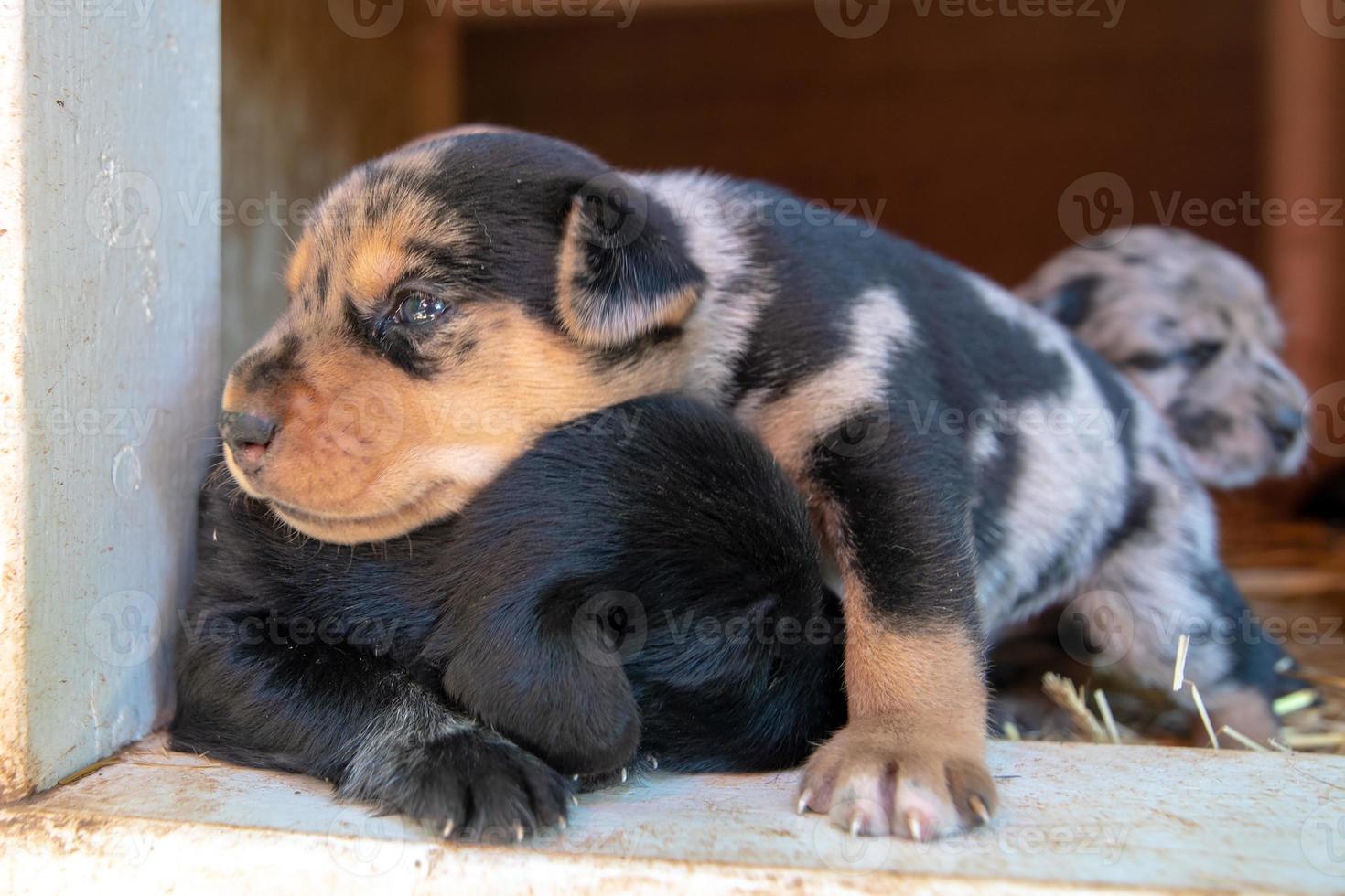 week old newborn terrier puppies browsing around the doghouse photo