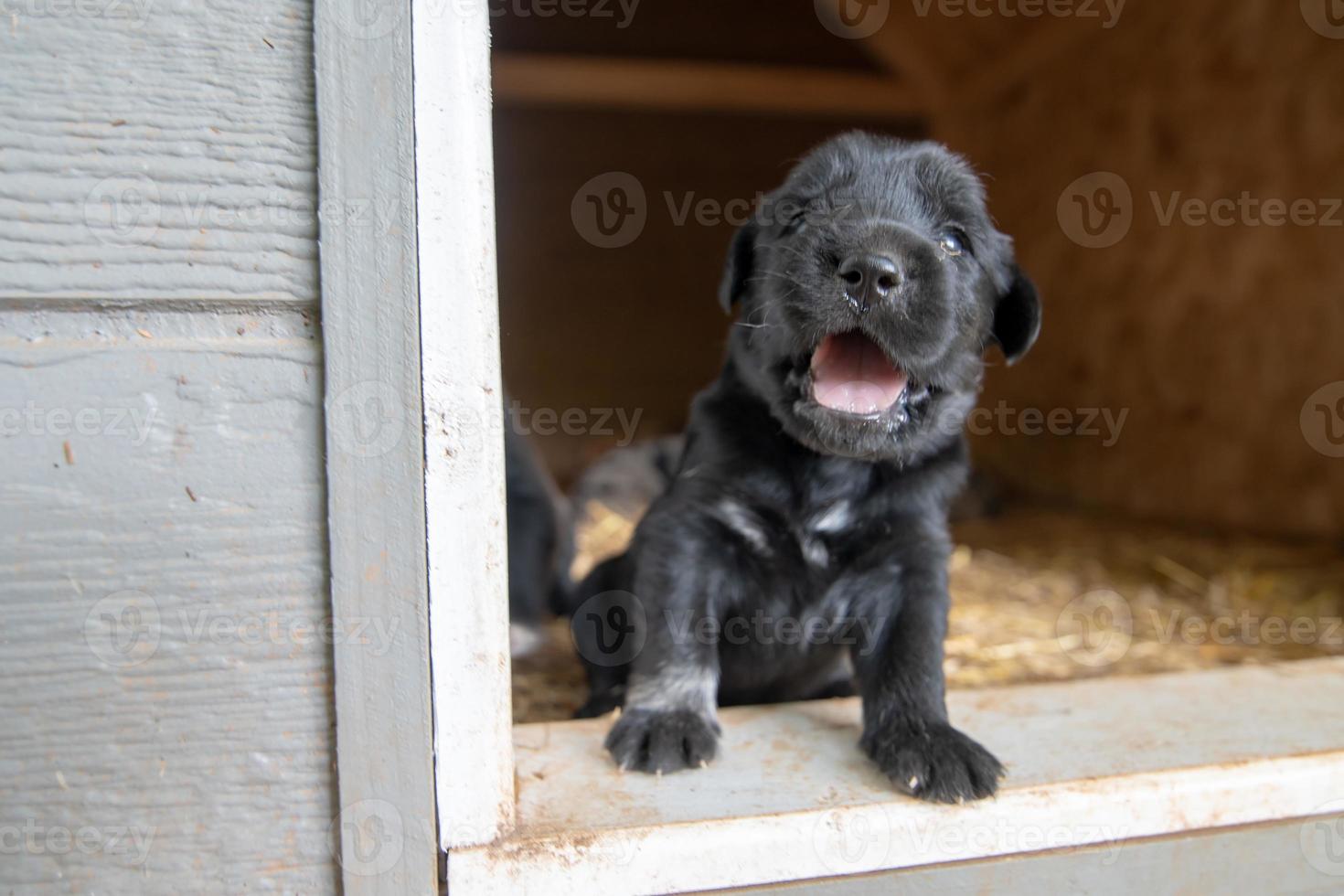 week old newborn terrier puppies browsing around the doghouse photo