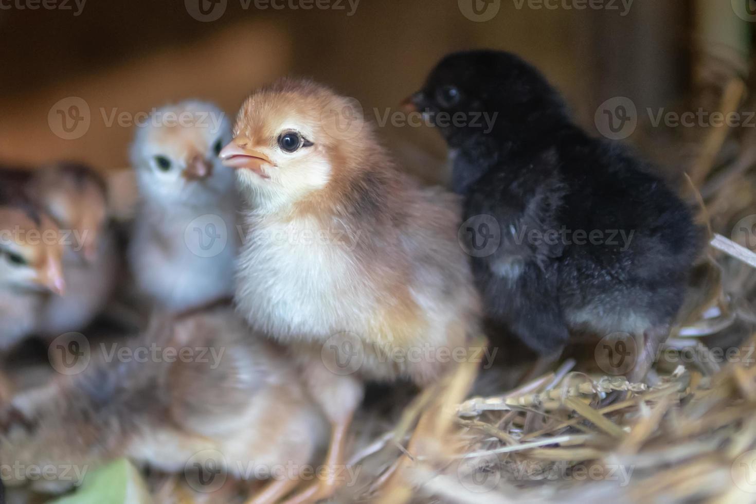 mother hen with baby chickens photo