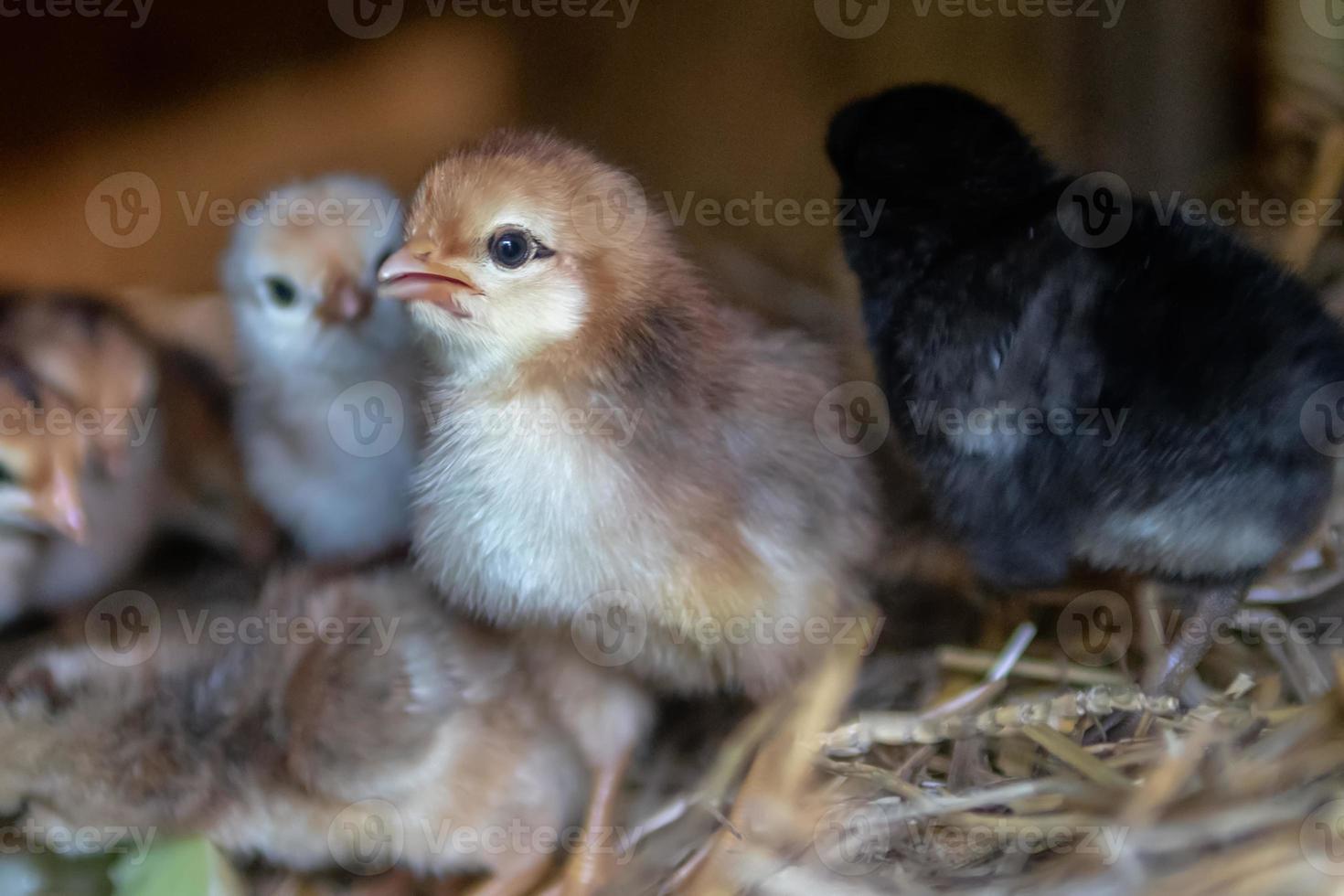 gallina con pollitos foto