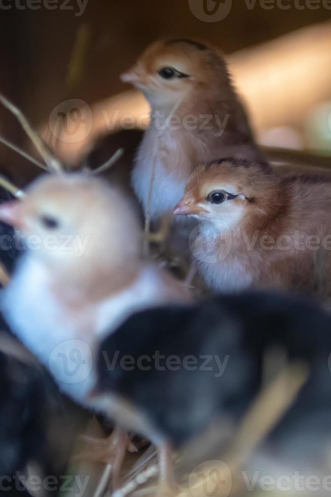 mother hen with baby chickens photo