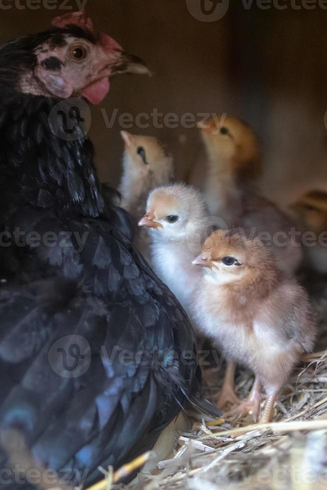 mother hen with baby chickens photo