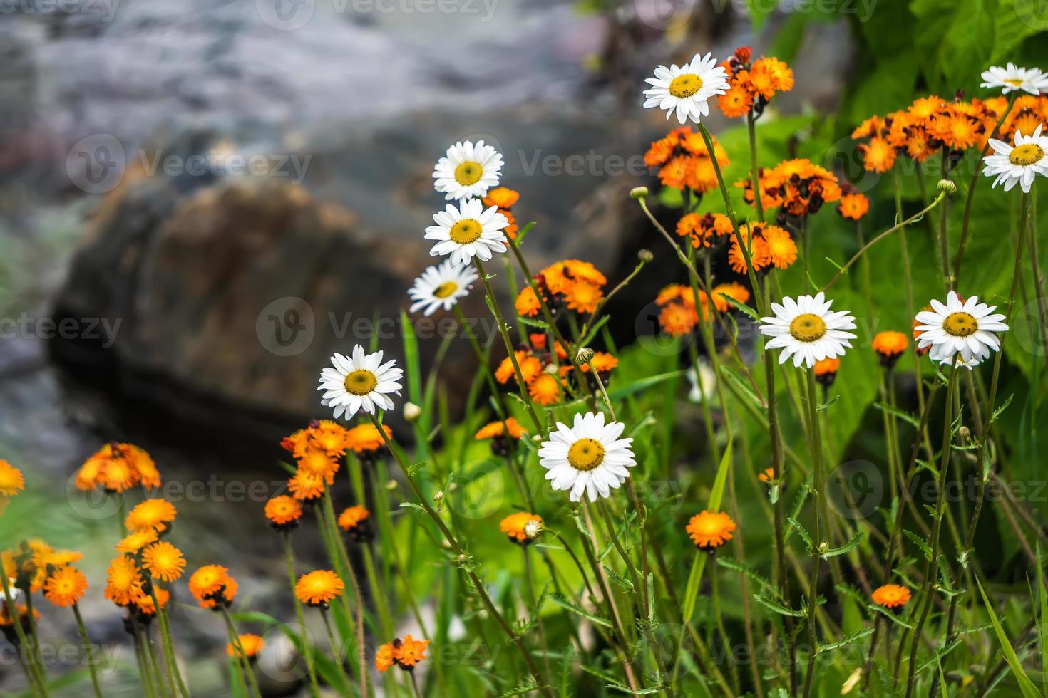 Margaritas silvestres a lo largo del río en el parque nacional de los glaciares de Montana foto