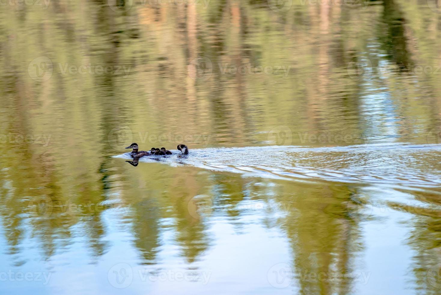 familia de patos salvajes en un pequeño lago en la naturaleza foto