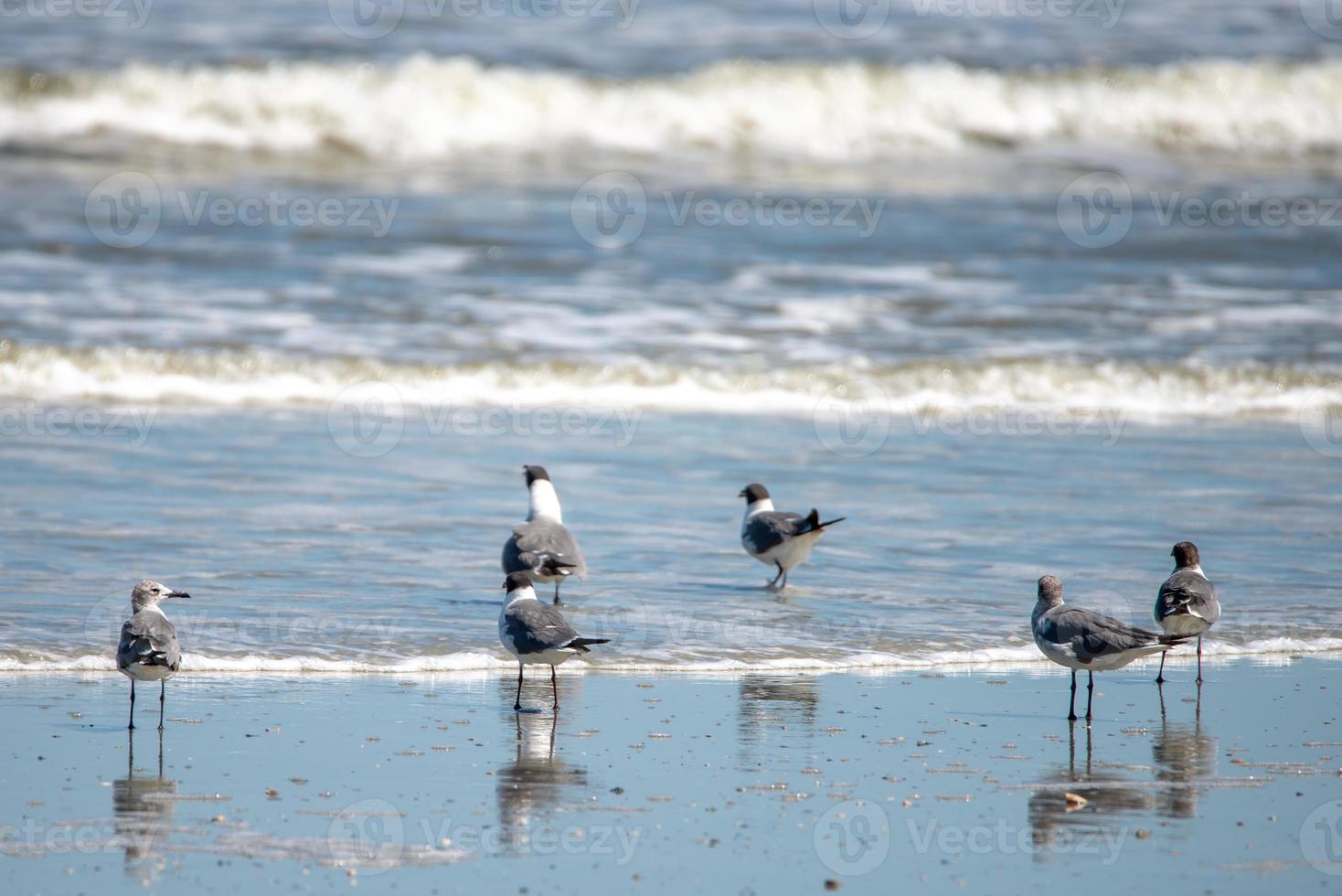 naturaleza alrededor de la playa del parque estatal de la isla de caza en carolina del sur foto