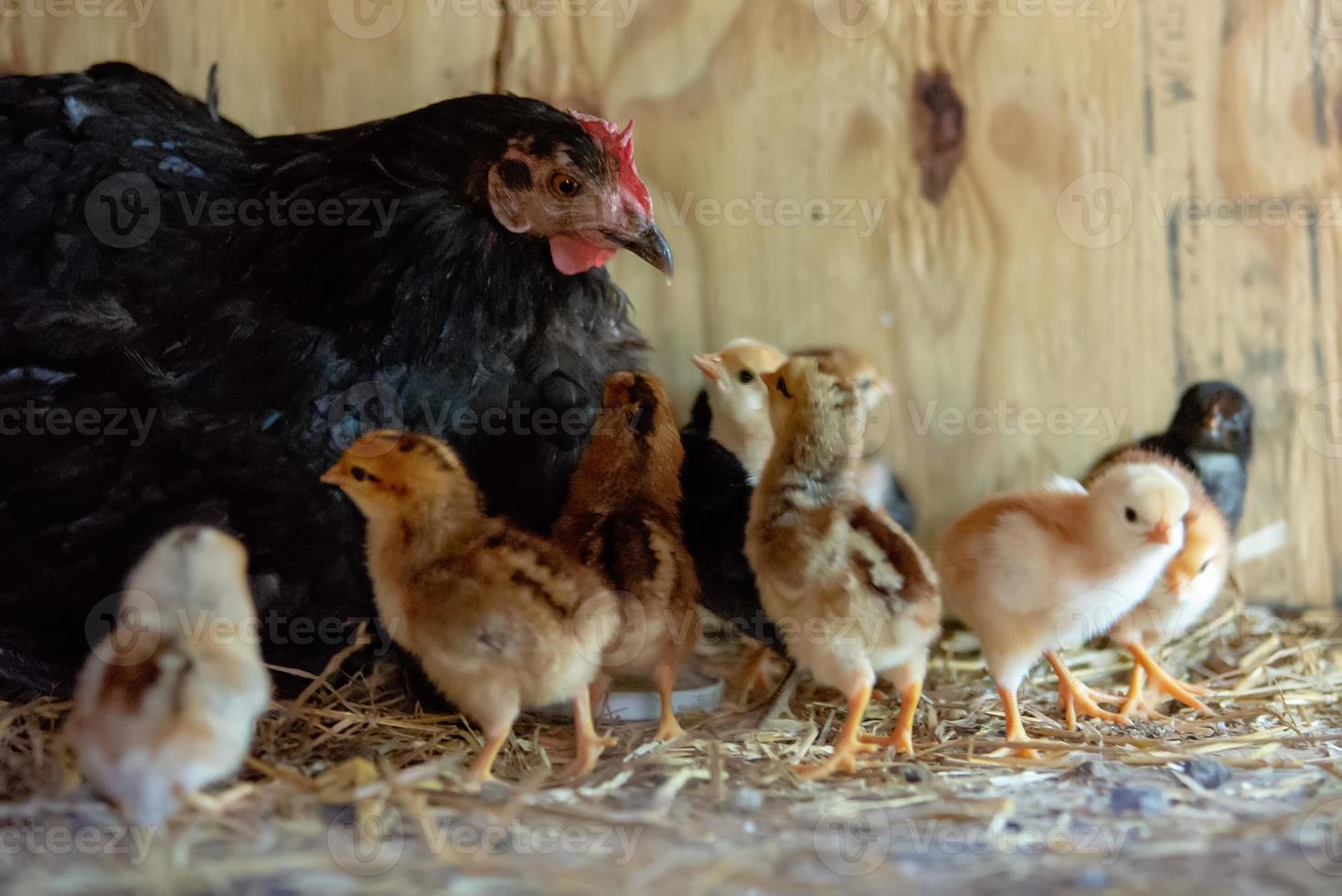 mother hen with baby chickens photo