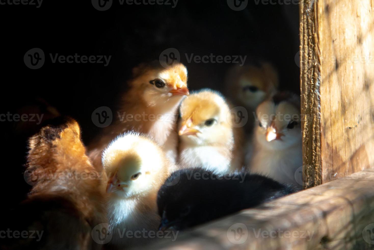 mother hen with baby chickens photo