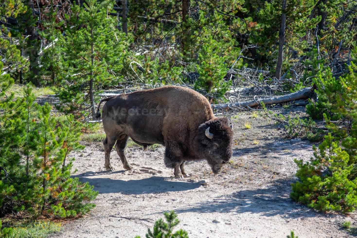 bison grazing on a meadow in yellowstone national park photo