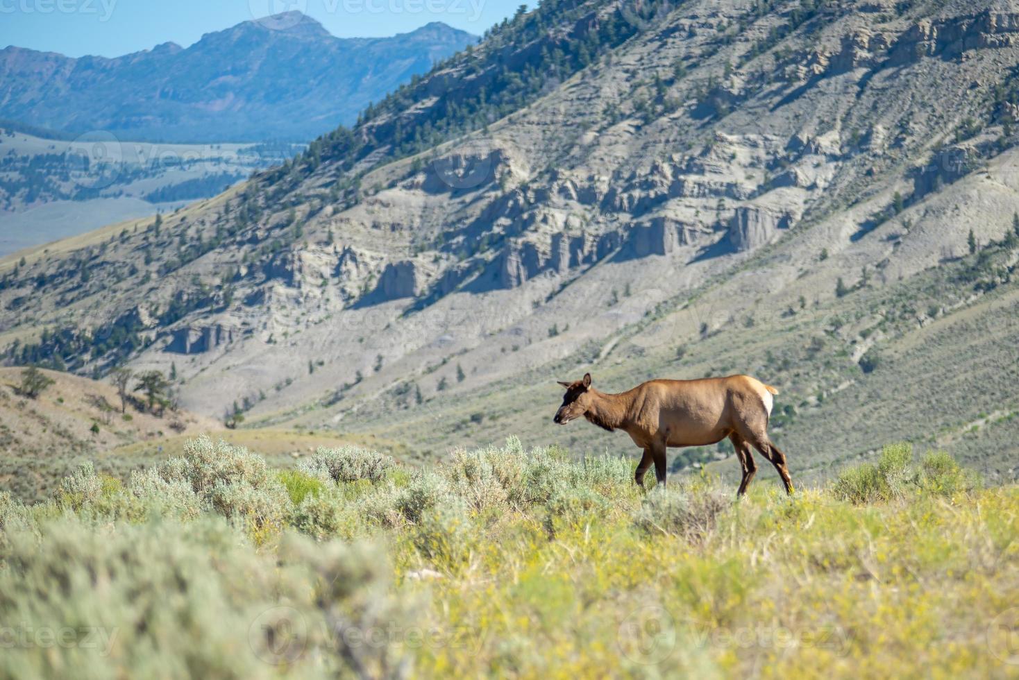 alces en las montañas de yellowstone foto