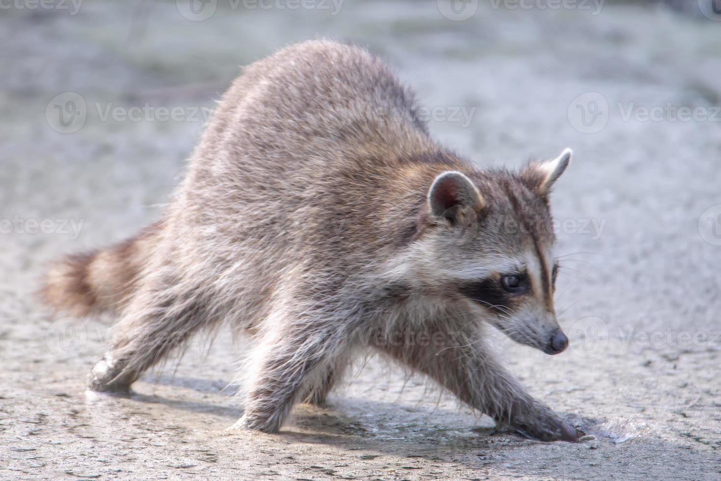 racoon wading in puddle looking for food photo