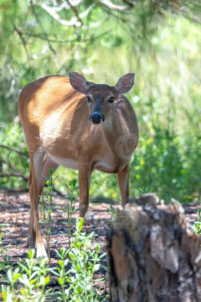 white tail doe deer in forest photo