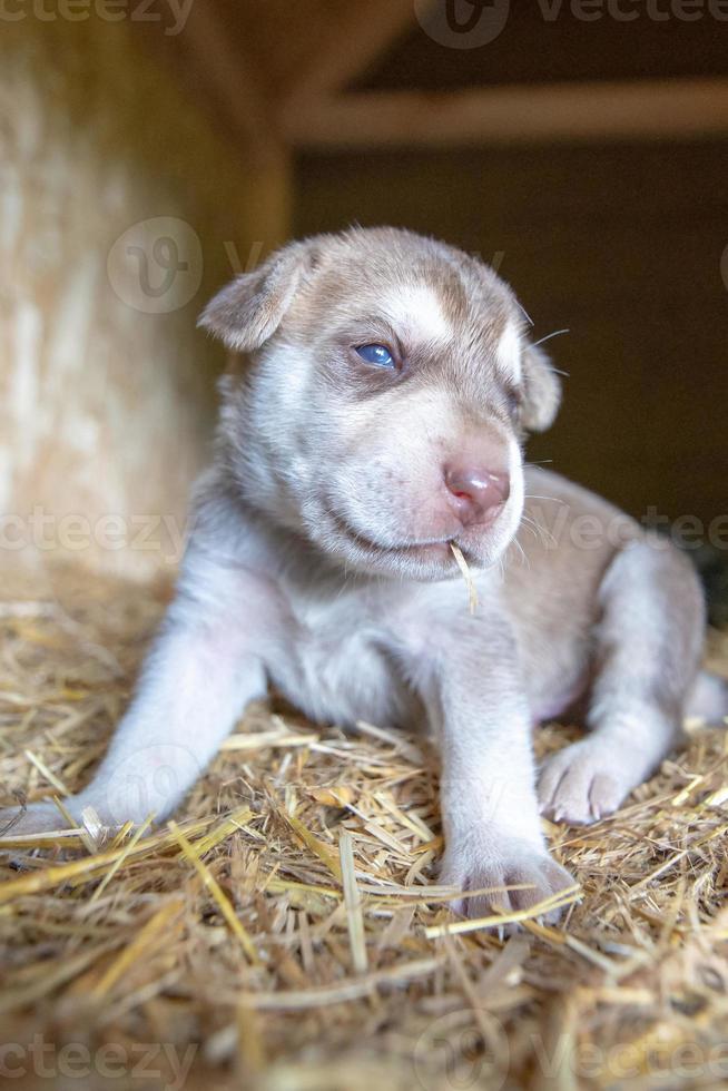 week old newborn terrier puppies browsing around the doghouse photo