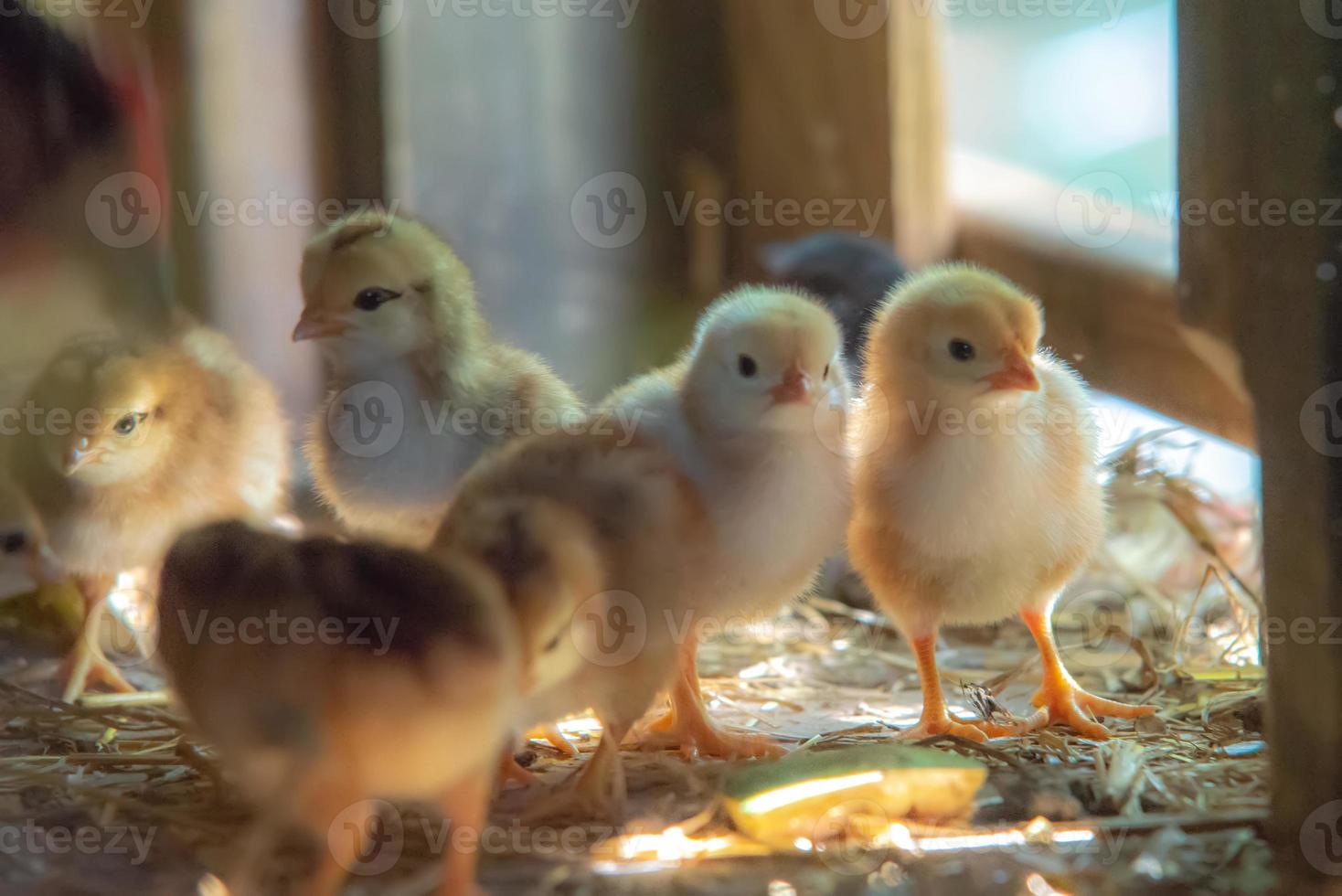 mother hen with baby chickens photo