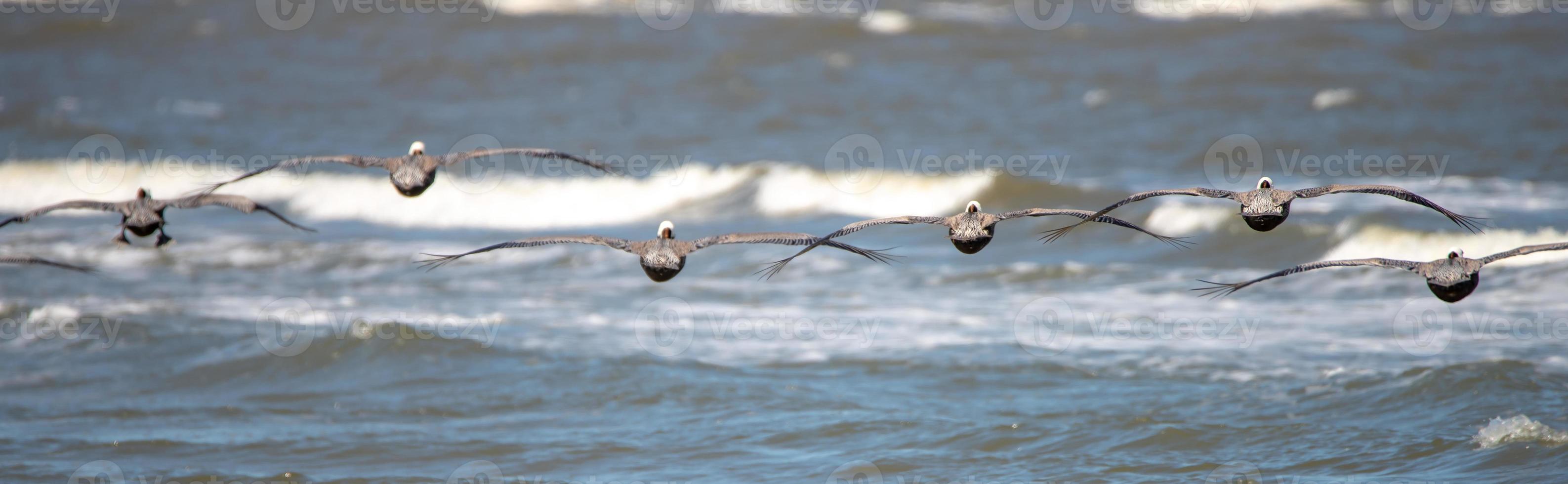 nature around hunting island state park beach in south carolina photo