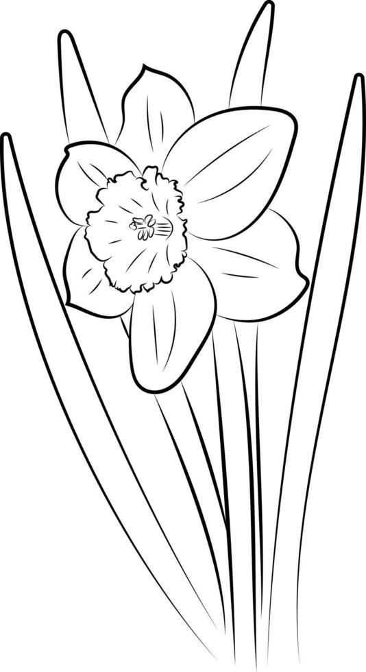 The daffodil flower. Graphic drawing of a flower. vector