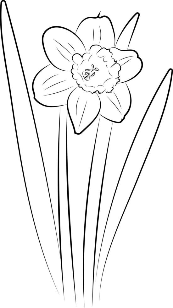 The daffodil flower. Graphic drawing of a flower. vector