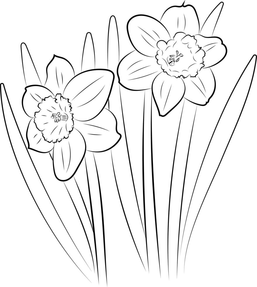 la flor del narciso. dibujo gráfico de una flor. vector